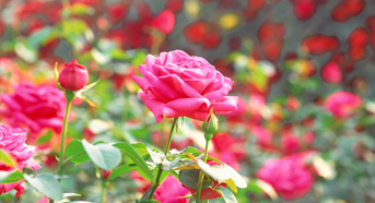  Flower of Suseong– Rose