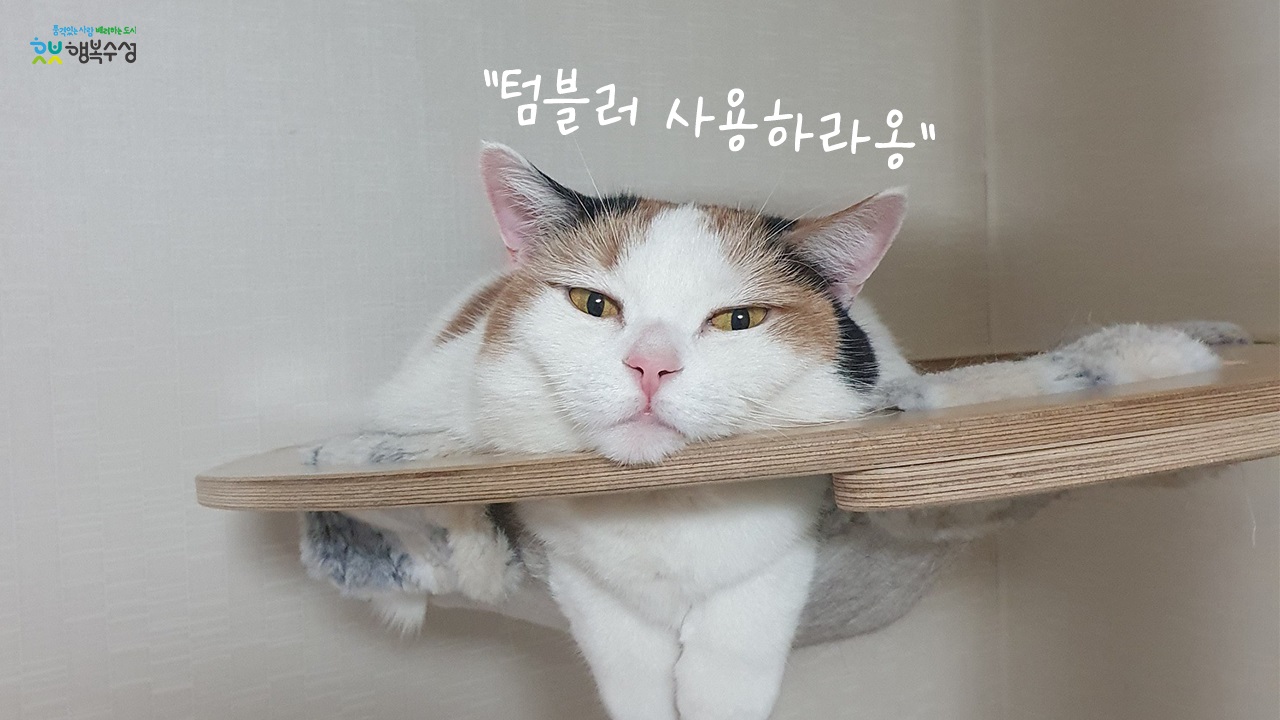 일회용품 사용하면 고양이한테 혼냐옹 (^._.^)ﾉ